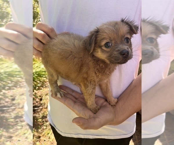 Medium Photo #2 Chihuahua-Chorkie Mix Puppy For Sale in SAINT AUGUSTINE, FL, USA