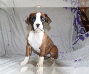 Boxer Puppy for sale in SHILOH, OH, USA