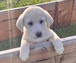 Medium Akbash-Great Pyrenees Mix