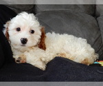 Small #1 Cavapoo (Miniature)
