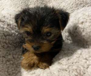 Yorkshire Terrier Puppy for sale in ARGOS, IN, USA