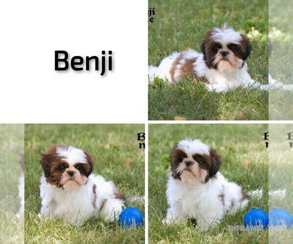 Medium Photo #5 Shih Tzu Puppy For Sale in CLARE, MI, USA