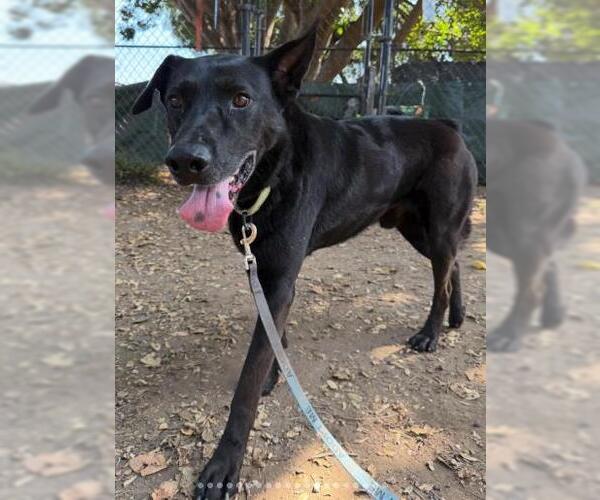 Medium Photo #3 German Shepherd Dog Puppy For Sale in Santa Barbara, CA, USA