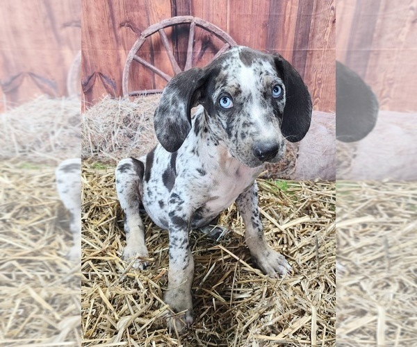 Medium Photo #9 Catahoula Leopard Dog Puppy For Sale in CUMBY, TX, USA