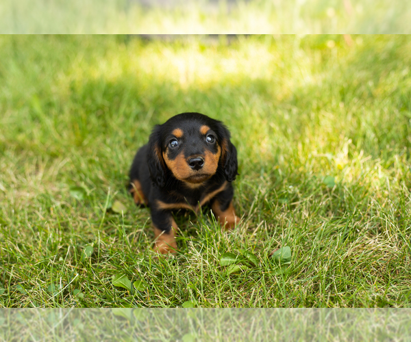 Medium Photo #15 Dachshund Puppy For Sale in MILFORD, IN, USA