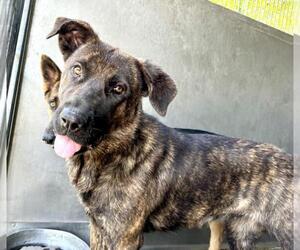 Labrador Retriever-Unknown Mix Dogs for adoption in San Bernardino, CA, USA