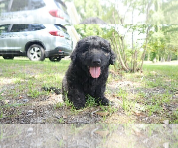Medium Photo #2 Aussiedoodle Puppy For Sale in CONWAY, SC, USA