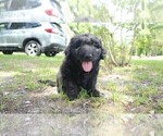 Small Photo #18 Aussiedoodle Puppy For Sale in CONWAY, SC, USA
