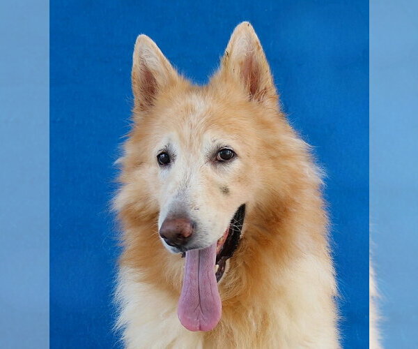 Medium Photo #1 German Shepherd Dog-Unknown Mix Puppy For Sale in Pasadena, CA, USA