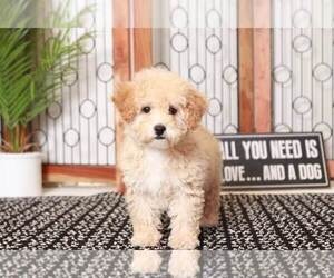 Poochon Puppy for sale in NAPLES, FL, USA