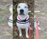 Small #4 Boxer-Catahoula Leopard Dog Mix