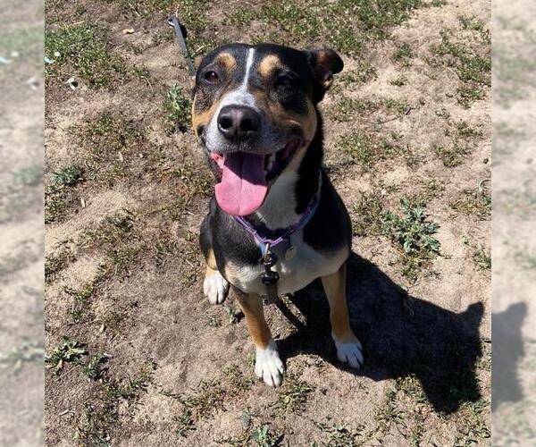 Medium Photo #2 Border Kelpie Puppy For Sale in Aurora, CO, USA