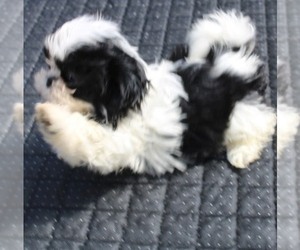 Shih Tzu Puppy for sale in THAYER, KS, USA