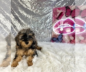 Bernedoodle (Miniature) (+ Poodle Miniature) Puppy for sale in INDIANAPOLIS, IN, USA