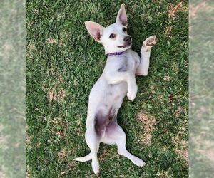 Lucky Zero - Male Chiweenie Dog for Adoption - Photo #3