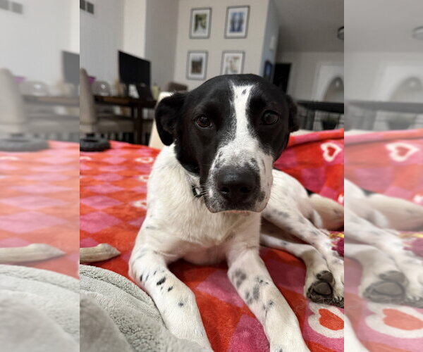 Medium Photo #10 Border Collie-Unknown Mix Puppy For Sale in Boston, MA, USA