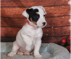 Jack Russell Terrier Puppy for sale in PENNS CREEK, PA, USA