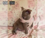 Small #4 Boston Terrier