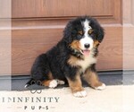 Small #2 Bernedoodle