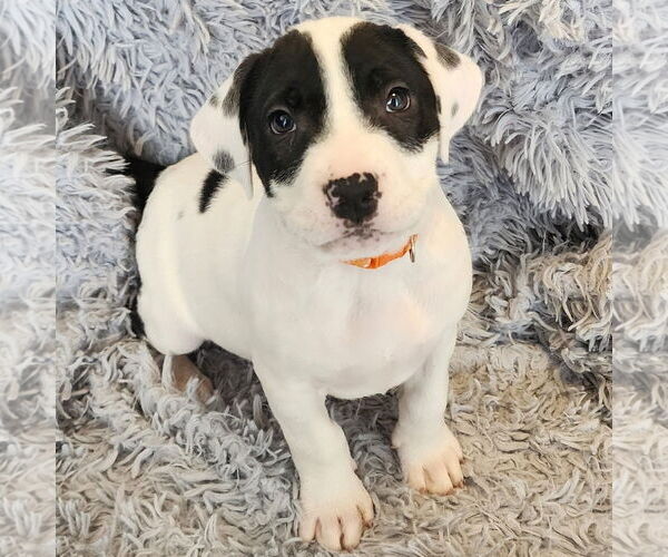 Medium Photo #1 Mutt Puppy For Sale in Fargo, ND, USA