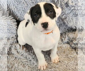 Mutt Dogs for adoption in Fargo, ND, USA