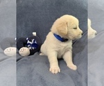 Small Photo #5 Golden Labrador Puppy For Sale in LIVE OAK, FL, USA