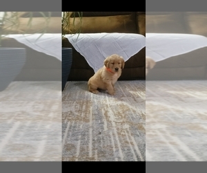 Golden Retriever Puppy for sale in COATESVILLE, PA, USA