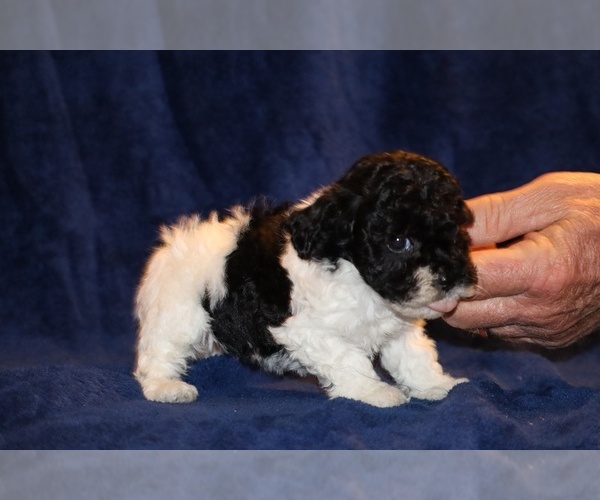 Medium Photo #3 Poodle (Toy) Puppy For Sale in DYERSBURG, TN, USA