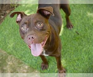 Staffordshire Bull Terrier-Unknown Mix Dogs for adoption in Tallahassee, FL, USA