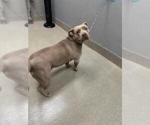 Mutt Dogs for adoption in Las Vegas, NV, USA