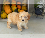 Small #1 Poodle (Miniature)