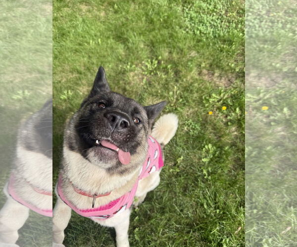 Medium Photo #8 Akita-Unknown Mix Puppy For Sale in Princeton, MN, USA