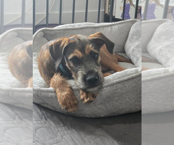 Medium Photo #4 Mutt Puppy For Sale in Salt Lake City, UT, USA