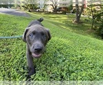 Small Photo #2 Labrador Retriever Puppy For Sale in ALEXANDRIA, VA, USA
