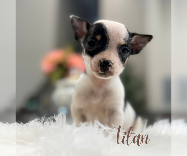 Medium Photo #2 Chihuahua Puppy For Sale in ADDISON, IL, USA