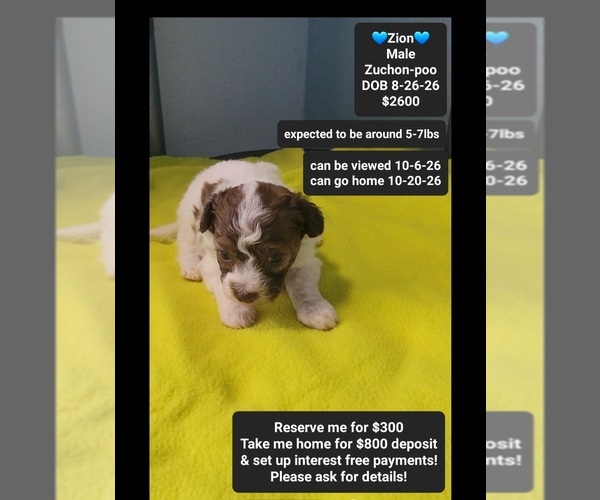 Medium Photo #1 Poodle (Toy)-Zuchon Mix Puppy For Sale in TUCSON, AZ, USA
