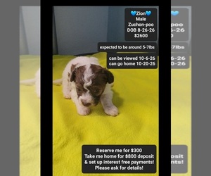 Poodle (Toy)-Zuchon Mix Puppy for sale in TUCSON, AZ, USA