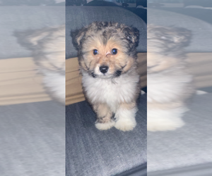 Morkie-Shetland Sheepdog Mix Puppy for sale in JERSEY CITY, NJ, USA