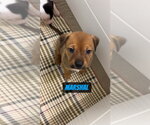 Small #1 Mutt