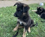 Small Photo #14 German Shepherd Dog Puppy For Sale in WINONA, MN, USA