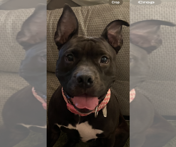 Medium Photo #1 American Bulldog-Unknown Mix Puppy For Sale in Decatur, GA, USA