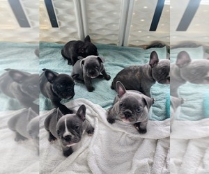French Bulldog Litter for sale in FT MYERS, FL, USA
