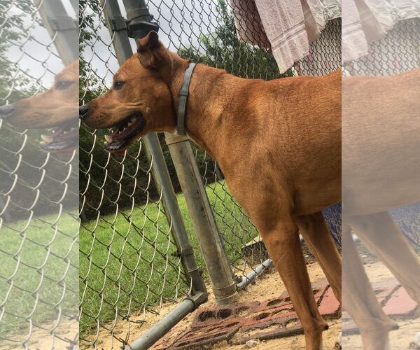 Medium Photo #3 Carolina Dog-Mountain Cur Mix Puppy For Sale in Orangeburg, SC, USA