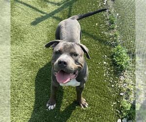 American Bulldog Dogs for adoption in Toronto, Ontario, Canada