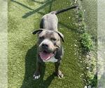 Small American Bulldog