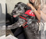 Small #3 Labrador Retriever Mix