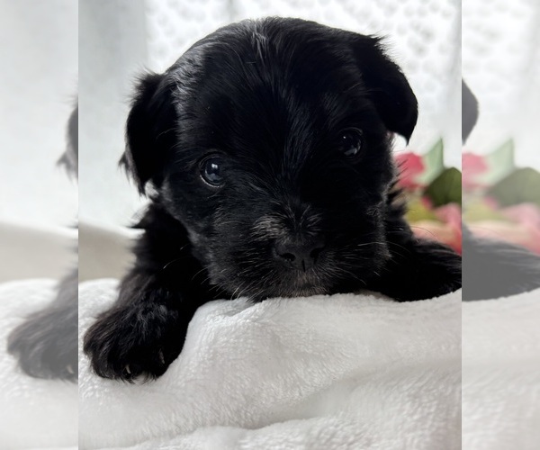 Medium Photo #8 Morkie Puppy For Sale in ROCK STREAM, NY, USA
