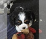 Small #2 Cavalier King Charles Spaniel