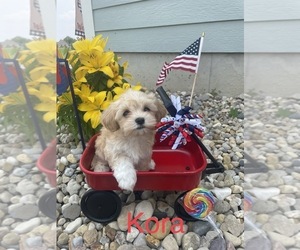 Havanese Puppy for sale in COLUMBUS, IN, USA