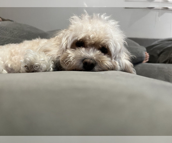 Medium Photo #1 Poodle (Toy)-ShihPoo Mix Puppy For Sale in FARMINGTON, MI, USA